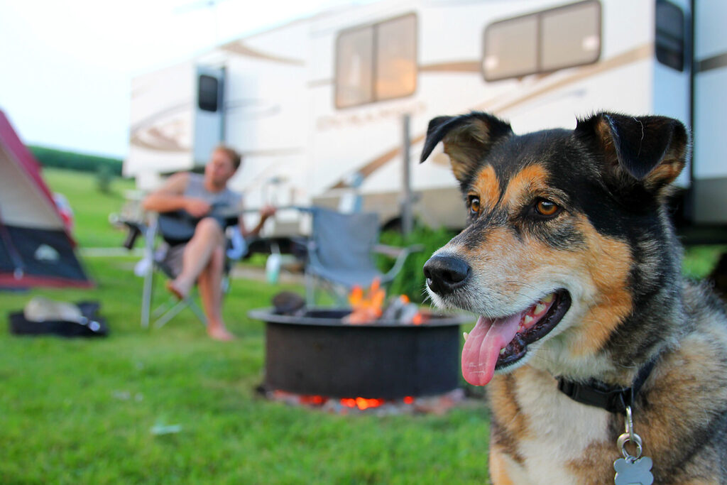 Dog standing in front of a firepit with a man sitting down in front of a caravan. Tasman Holiday Parks.
