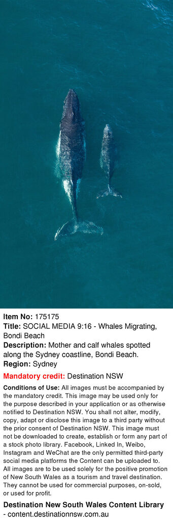 Mother and calf whales | Tasman Holiday Parks