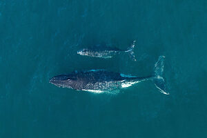 Mother and calf whales | Tasman Holiday Parks