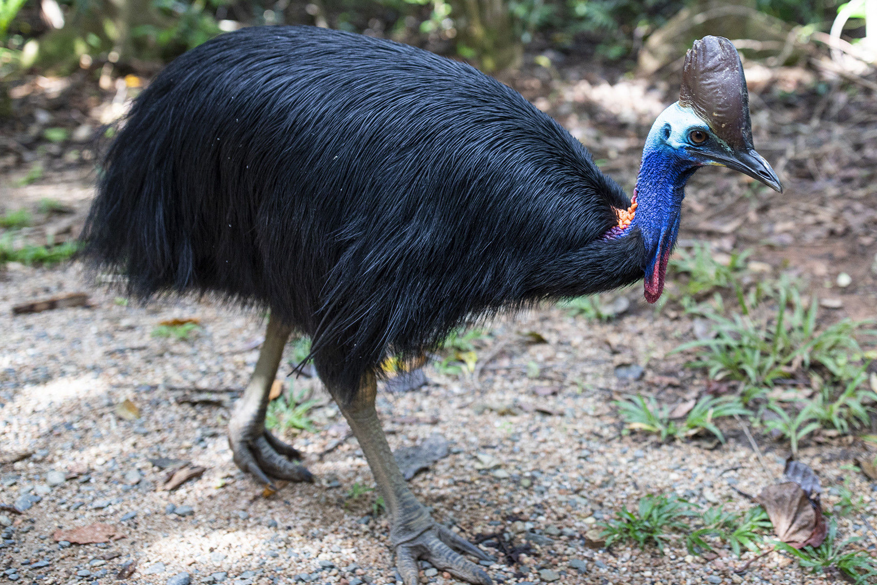 Cassowary in the rainforest | South Mission Beach