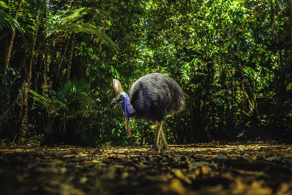 Cassowary in the rainforest | South Mission Beach