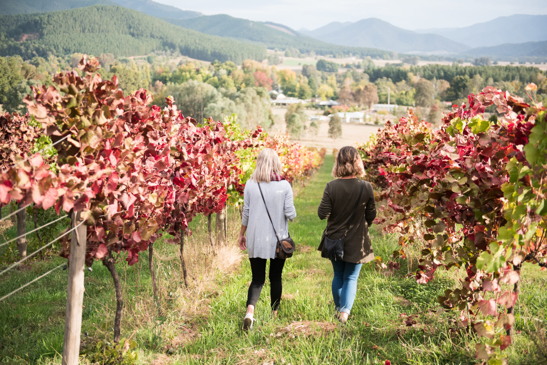 Ringer Reef Winery in autumn | Tasman Holiday Parks Bright