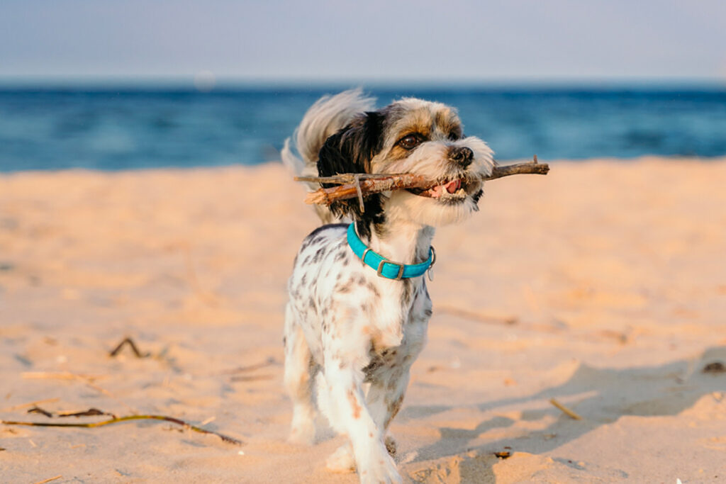 Dog walking on beach