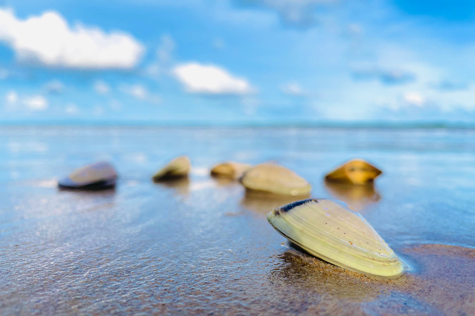 Shells on Nambucca Beach