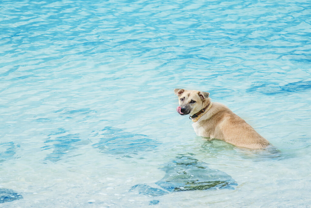 Dog swimming in the water | Nambucca Beach