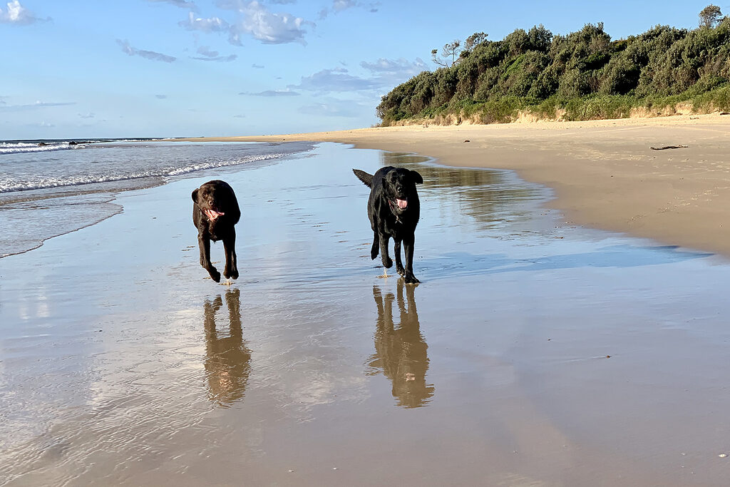 Dogs running on Nambucca Beach