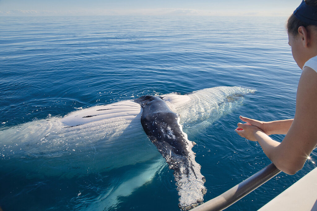 Whale Watching tour, Fraser Coast