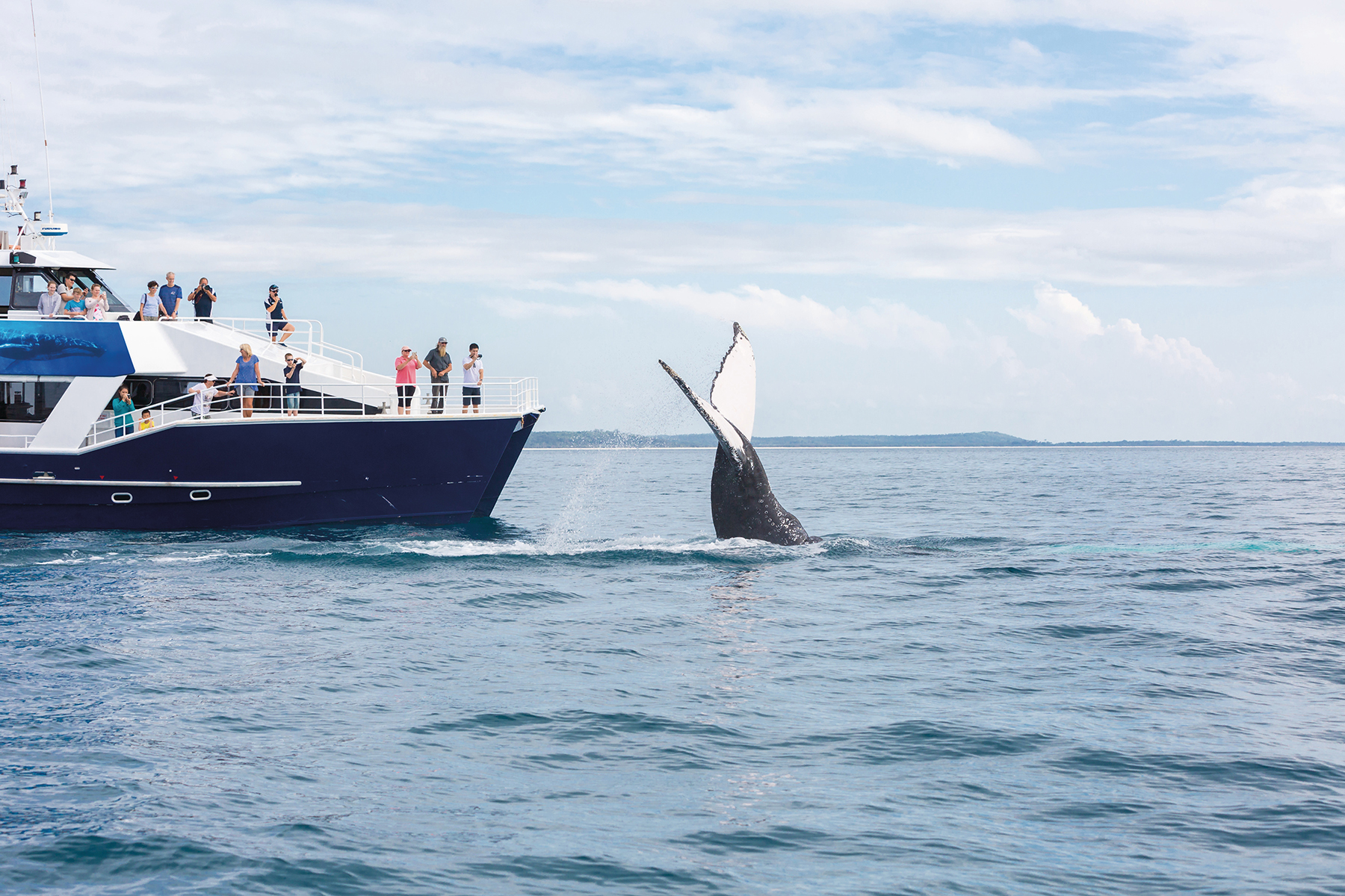 Whale Watching tour, Fraser Coast