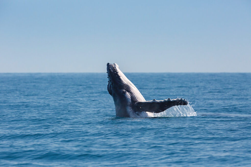 Whale Jumping out of the Ocean | Hervey Bay