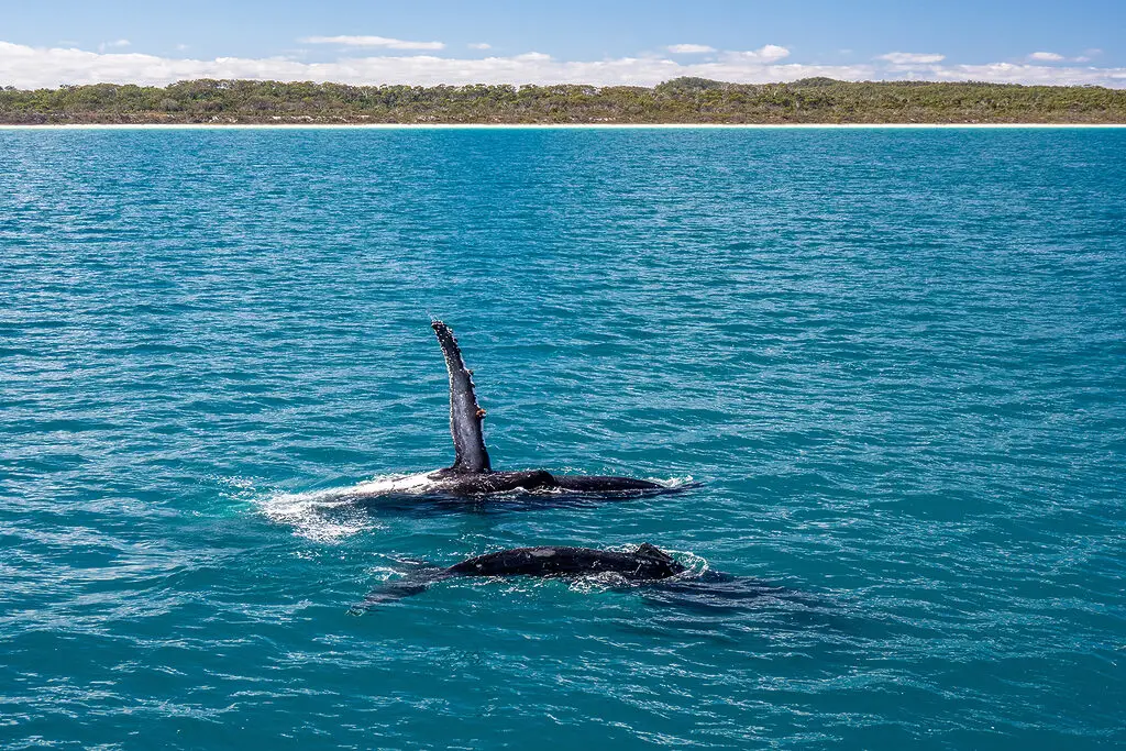 Whale Watching tour, Fraser Coast