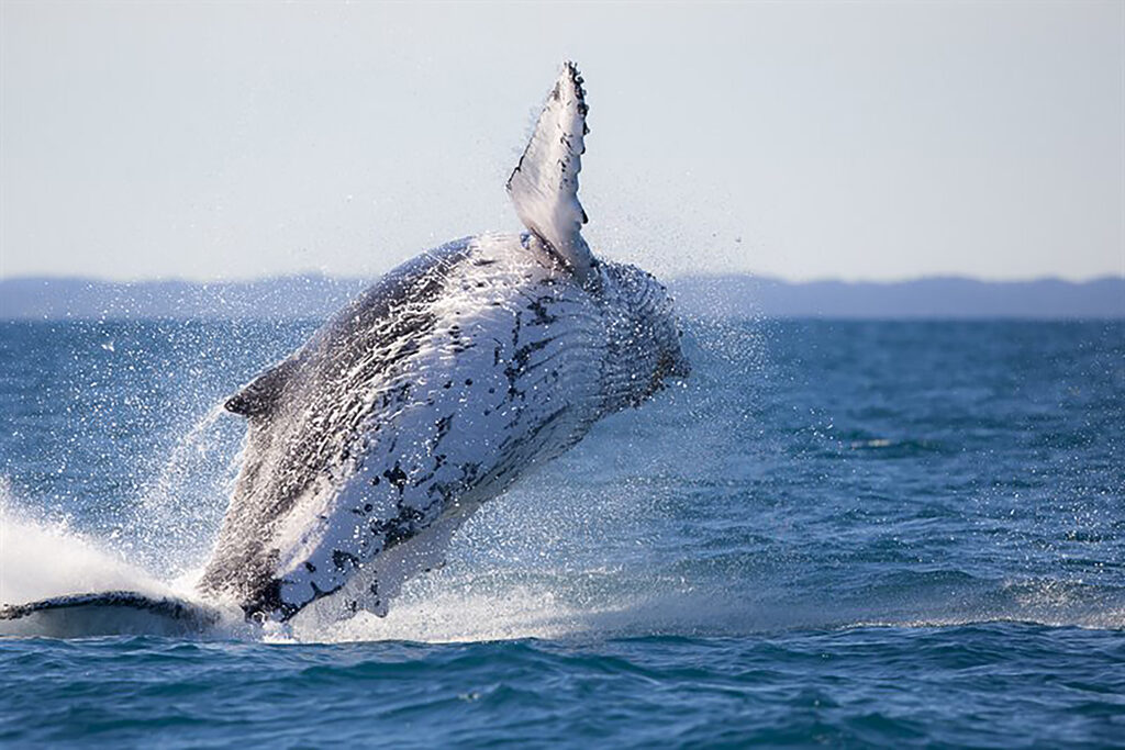 Whale Watching tour