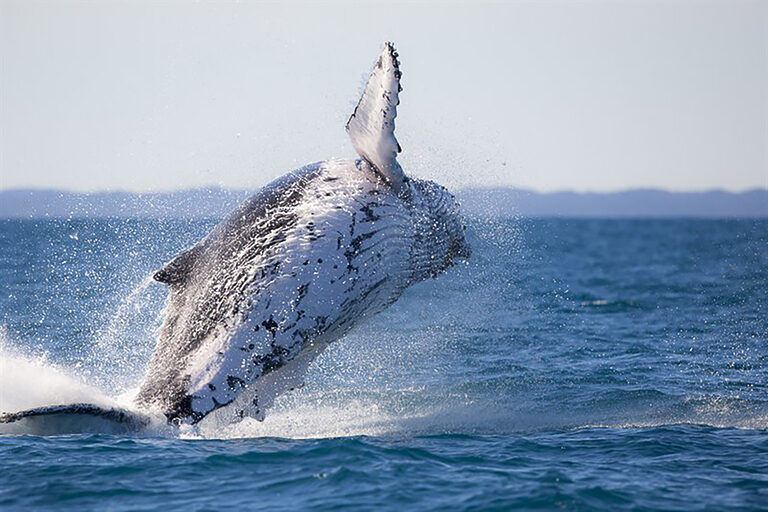 Whale Watching tour