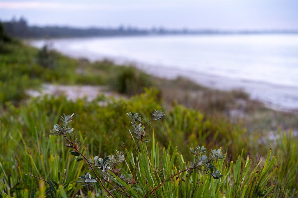 Dune vegetation, Callala Beach | Tasman Holiday Parks Myola