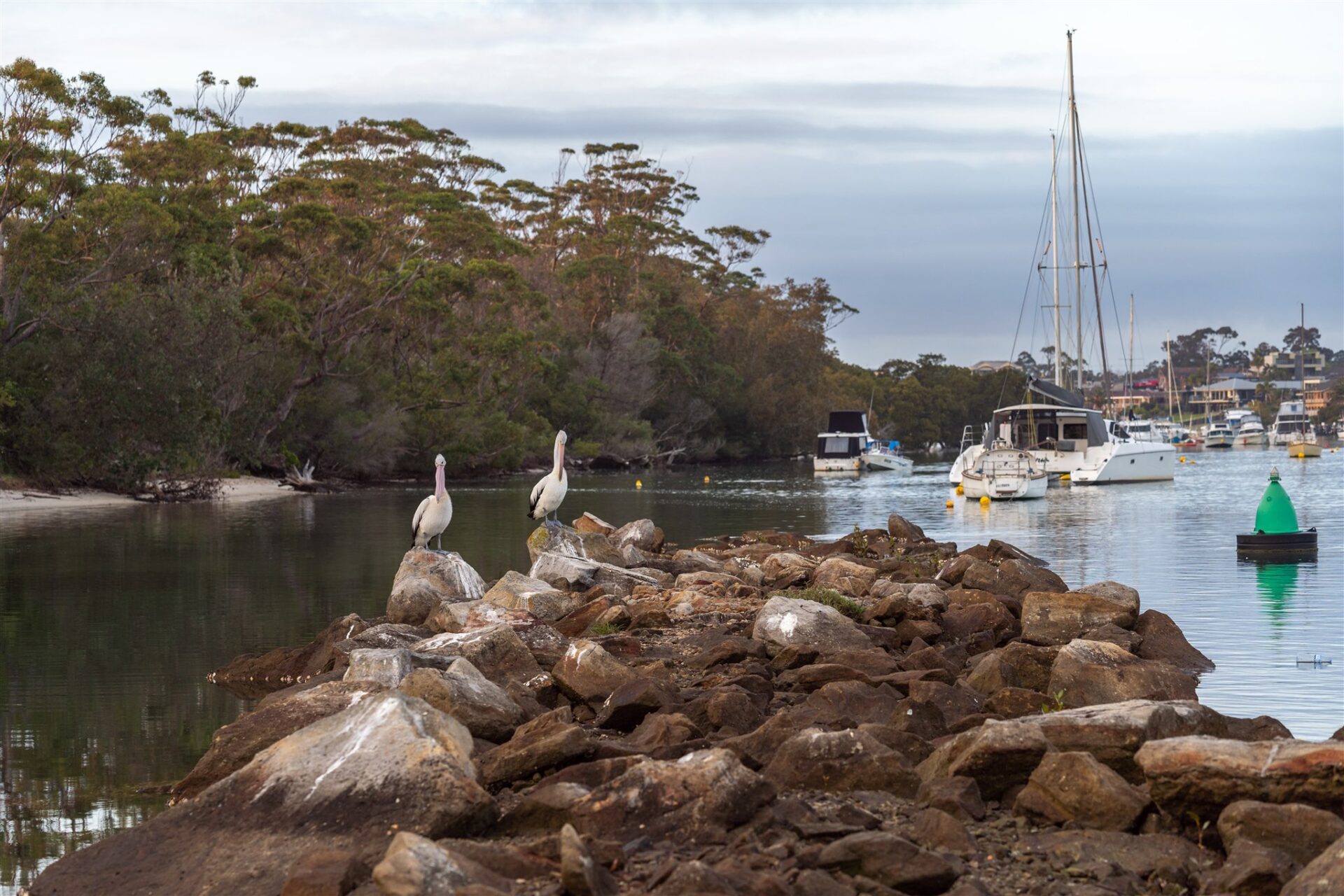 Currambene Creek with two pelicans and boats | Tasman Holiday Parks Myola