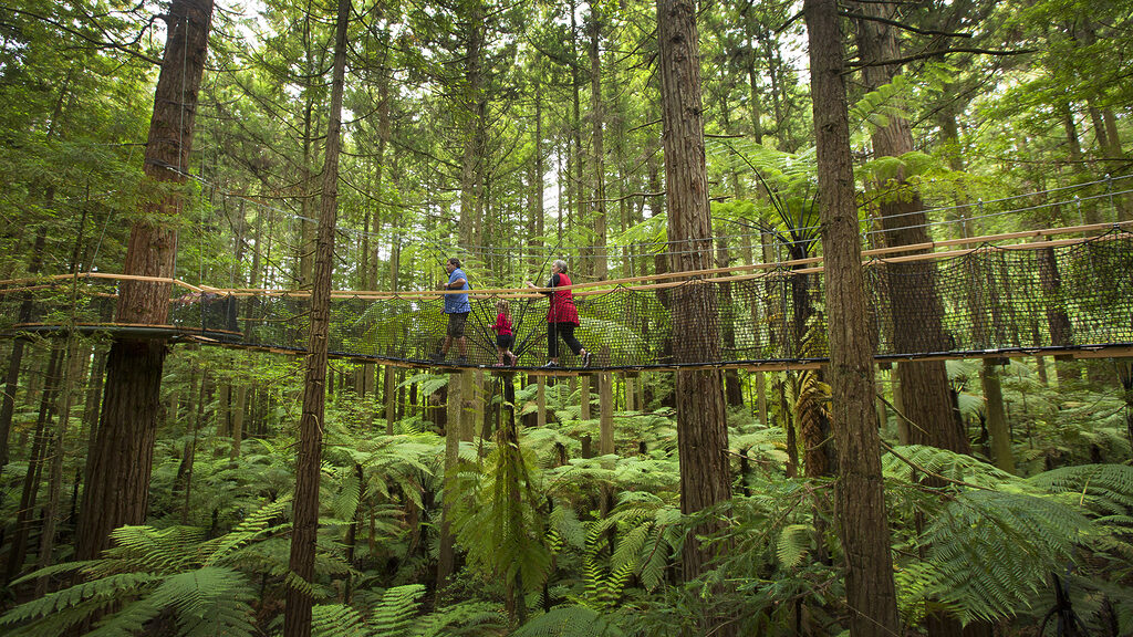 Redwoods Treewalk Rotorua