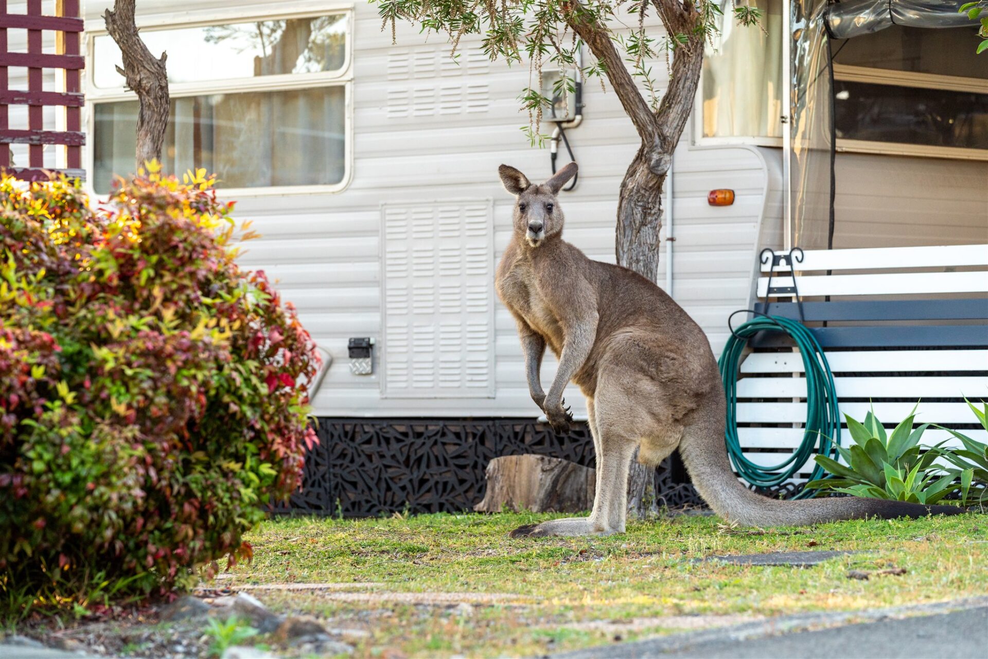 Kangaroos | Tasman Holiday Parks Myola