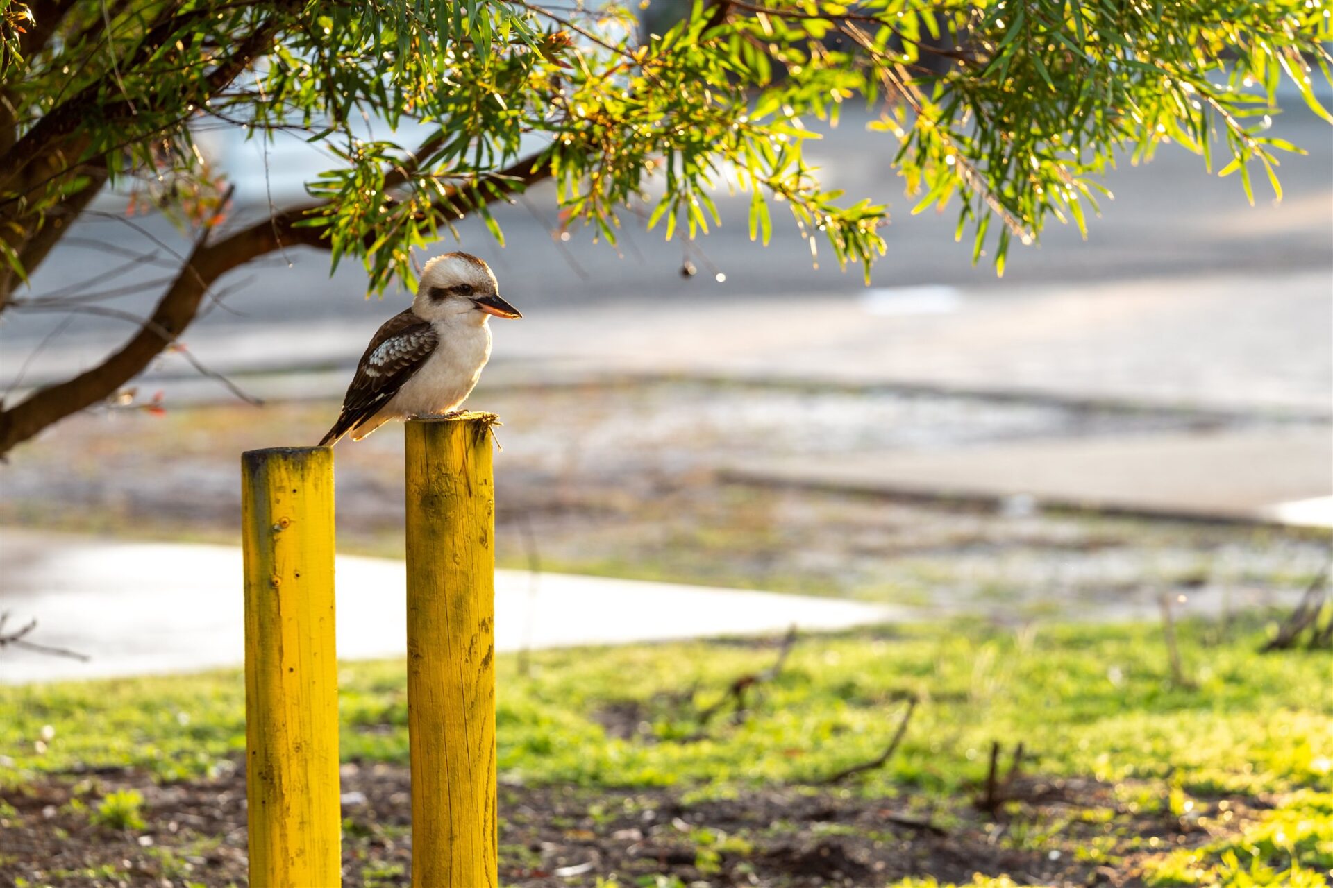 Kookaburra | Tasman Holiday Parks Myola