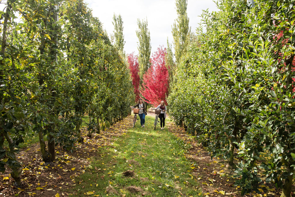 Nightingales Apple Orchards | Tasman Holiday Parks Bright