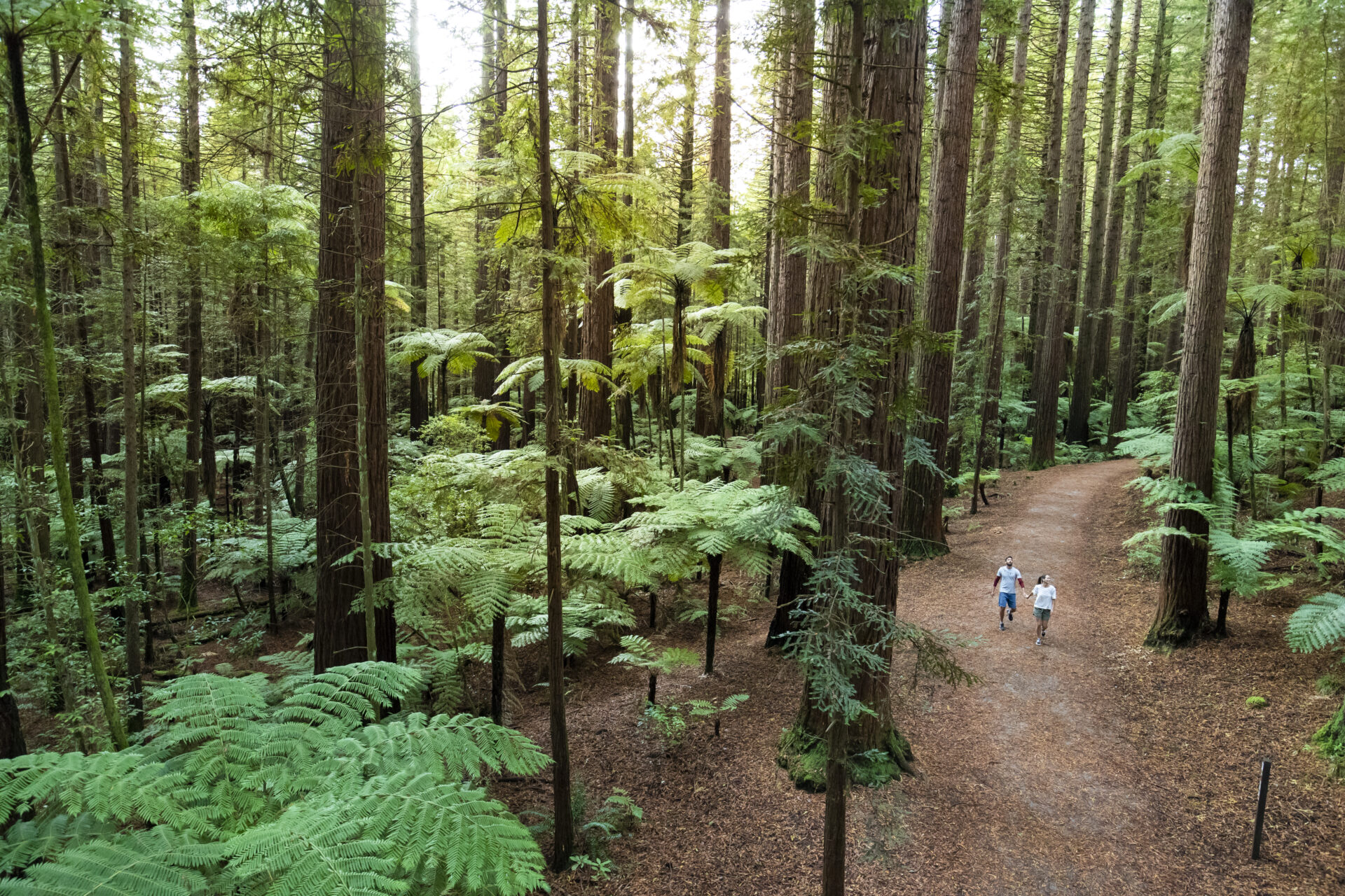 EX14-The-Redwoods-Rotorua-Graeme-Murray
