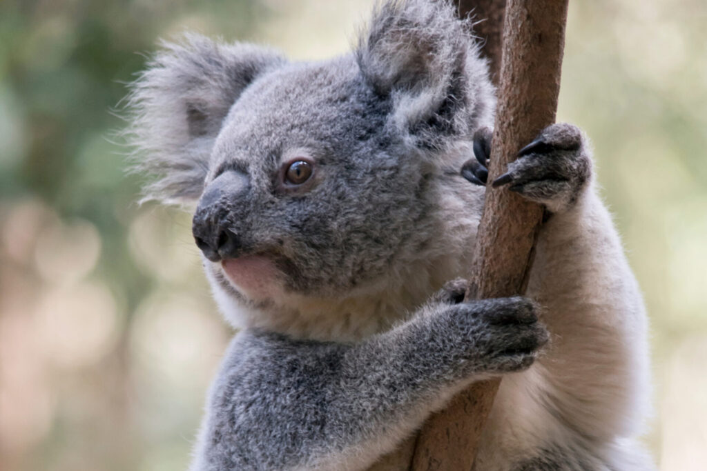 Koala Echuca | Tasman Holiday Parks