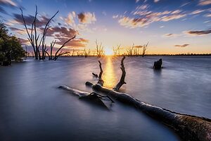 A serene lake at sunset, with a smooth water surface reflecting the colorful sky. Dead trees and branches protrude from the water, creating a calm yet striking scene. The sun sets in the background, casting a golden glow and long shadows across the lake.