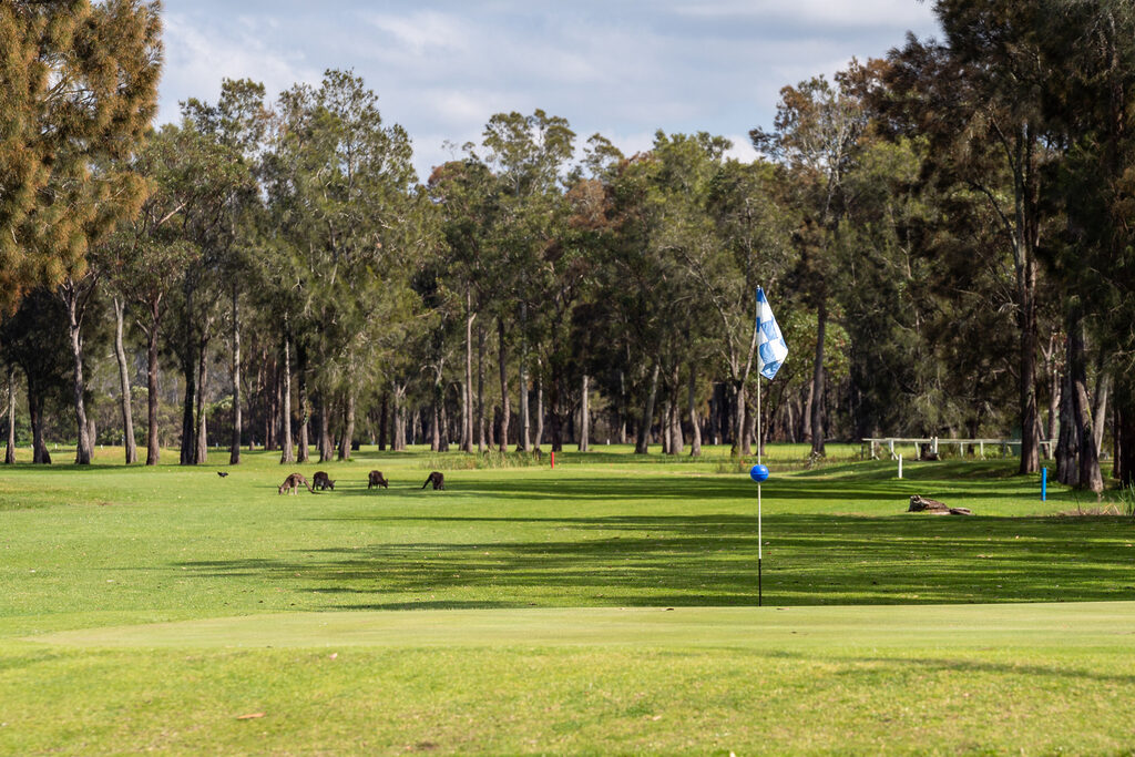 Local golf course with Kangaroos | Tasman Holiday Parks Myola