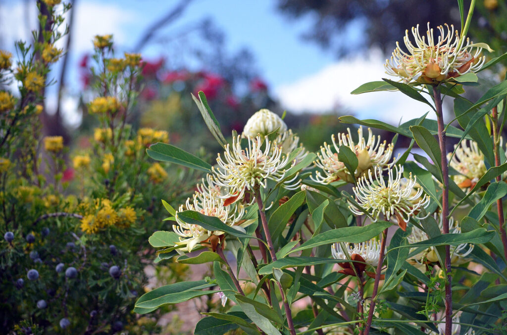 Hardy, drought tolerant water-wise plants | Tasman Holiday Parks