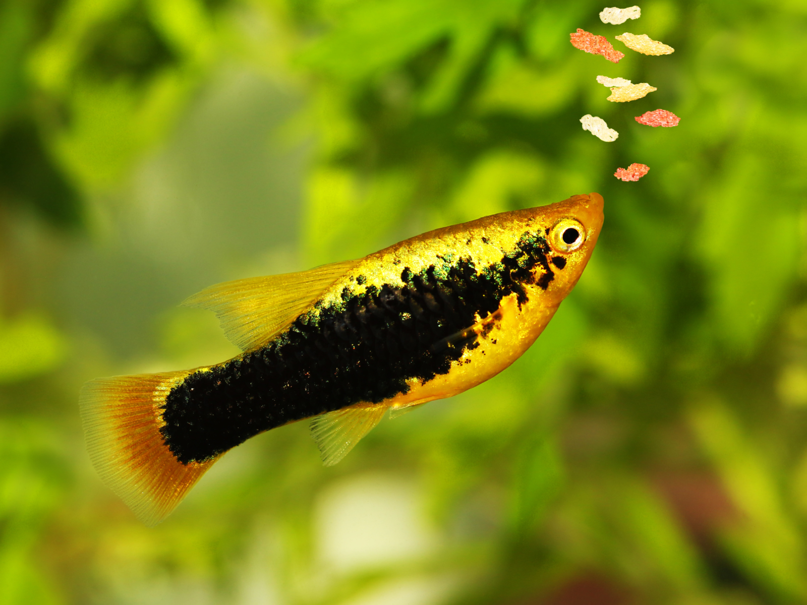 A small, vibrant fish with a yellow body and a black stripe along its middle swims towards floating fish food bits. The background is blurred green foliage, giving the scene a natural aquatic environment feel.