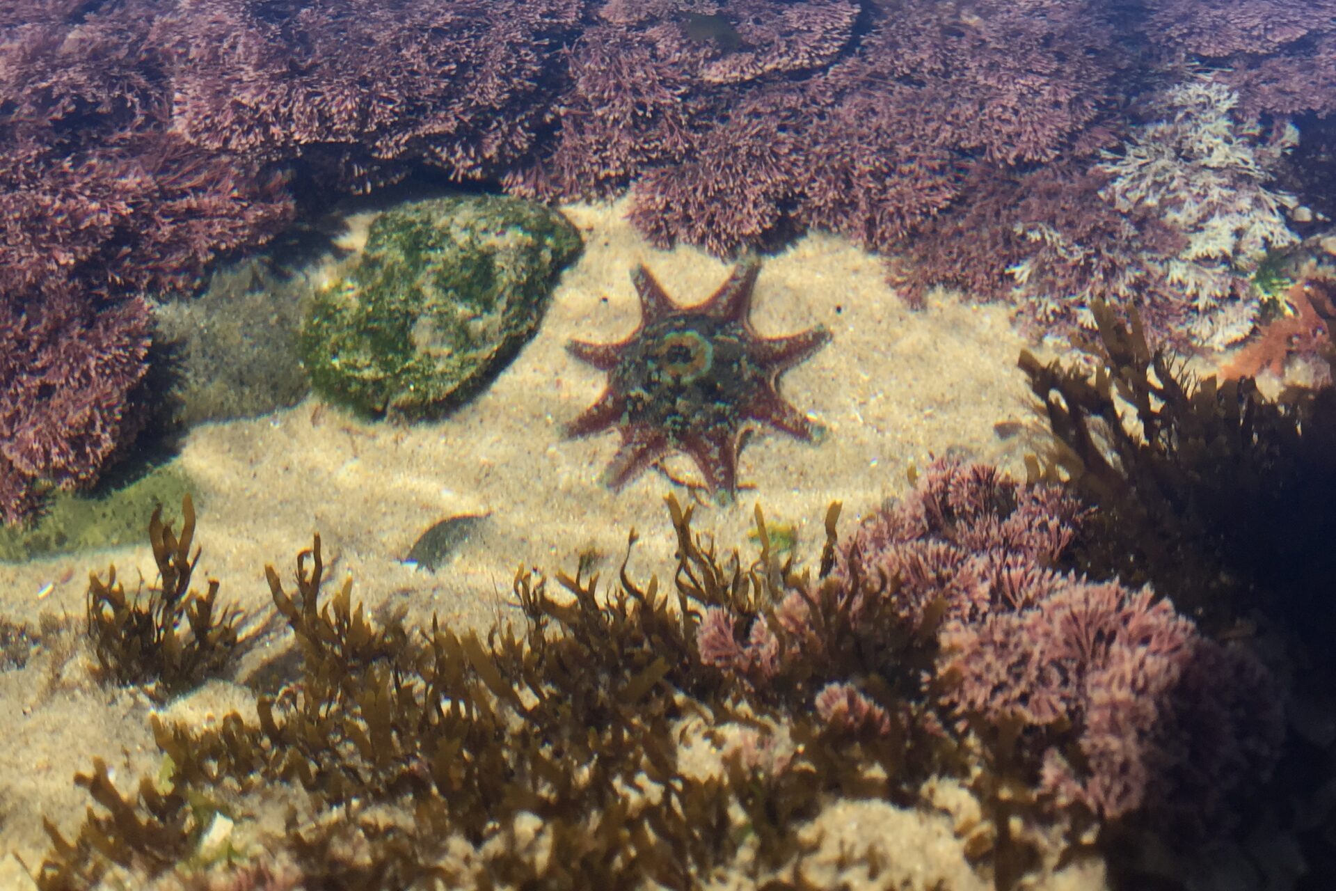 Starfish on rocky shoreline