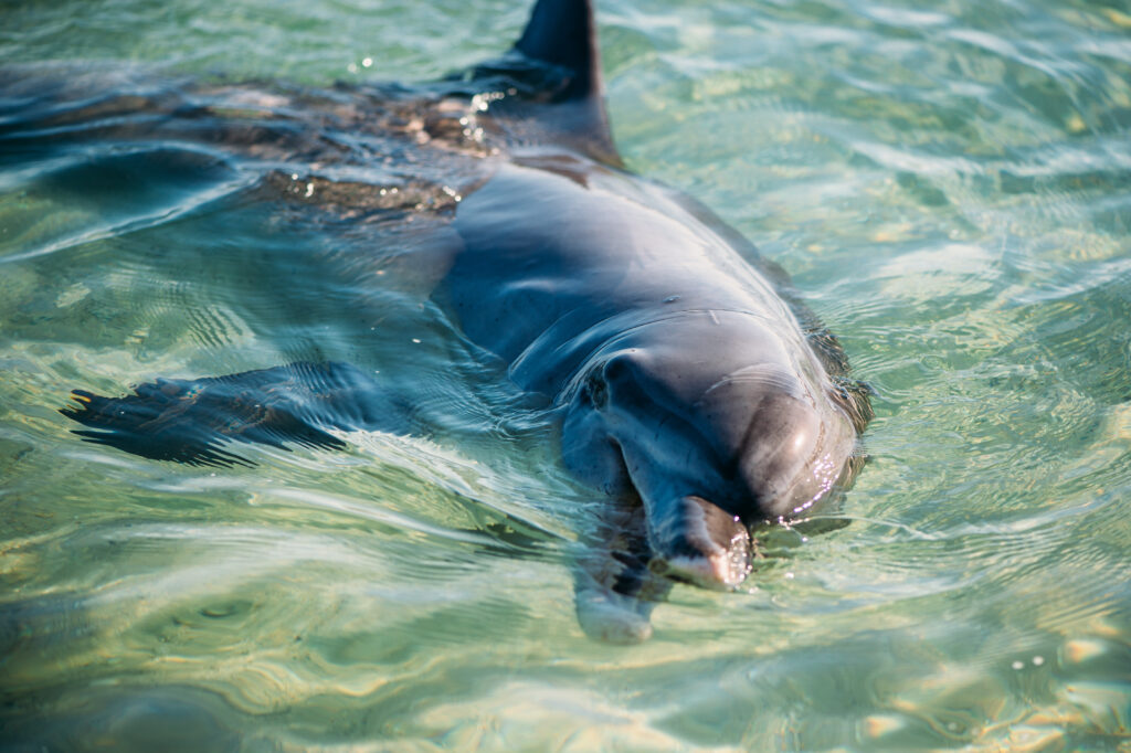 Dolphin at Monkey Mia, Shark Bay
