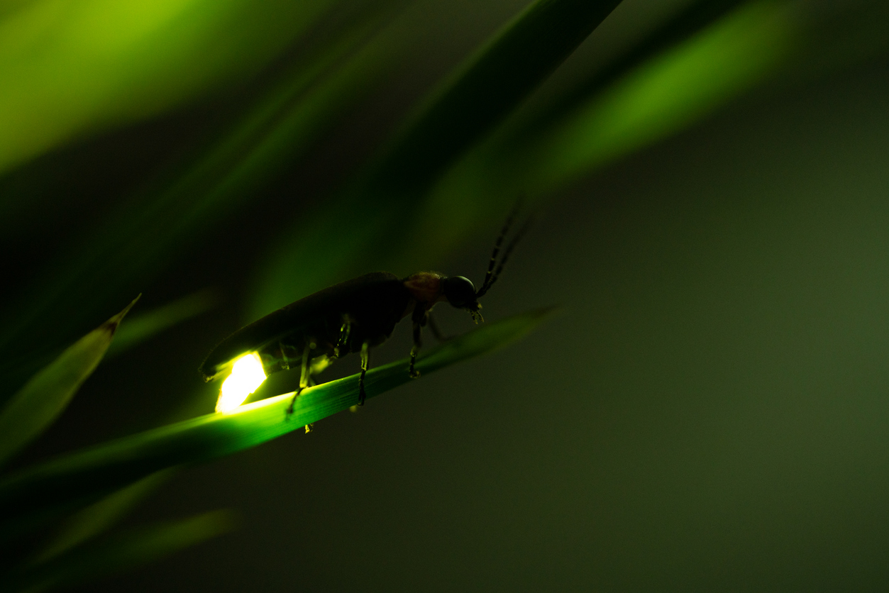 A close-up of a firefly resting on a green blade of grass at night. The firefly's abdomen is glowing brightly, illuminating the surrounding area in a soft green light. The background is dark and slightly blurred, emphasizing the glowing insect.