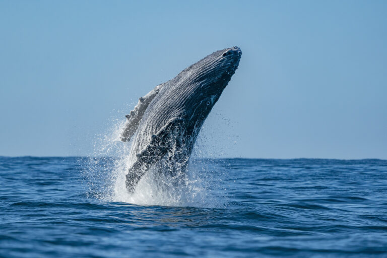 A humpback whale is breaching out of the ocean, its large body mostly above the water, with droplets and splashes surrounding it. The sky is clear and blue with the horizon visible in the background, marking a breathtaking moment in its South West whale migration.