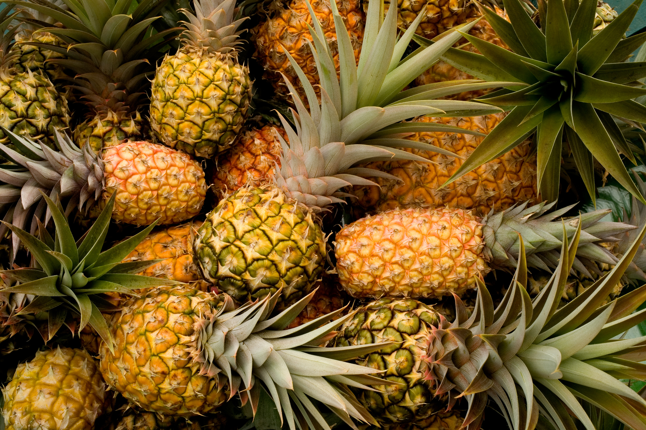 A group of fresh pineapples with spiky, green leaves. The pineapples are in various shades of yellow and green, indicating differing stages of ripeness. The leaves have a sharp appearance, contributing to the dense and textured arrangement of the fruits.