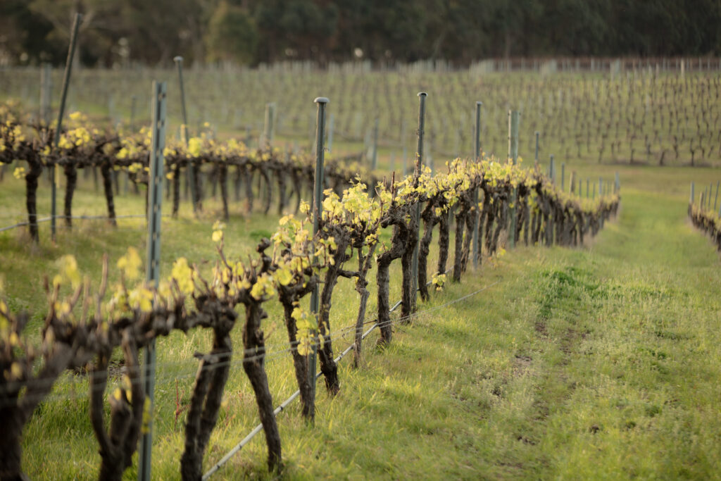 Margaret River Winery
