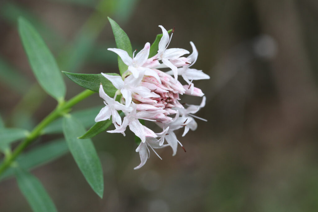 Wildflower wonders in Margaret River 
