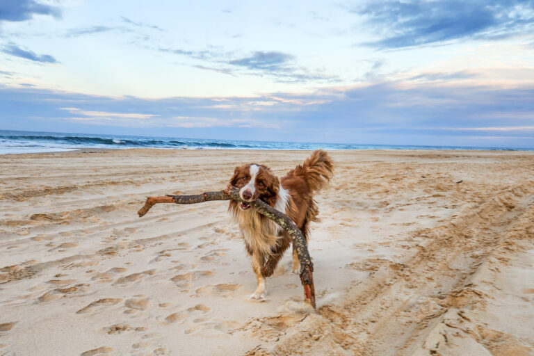 A brown and white dog joyfully carries a large stick along the sandy beach at Nambucca Heads. The ocean waves gently meet the shore in the background, and the sky is partly cloudy with a serene blend of blue and soft hues. Tire tracks and footprints are visible in the sand.