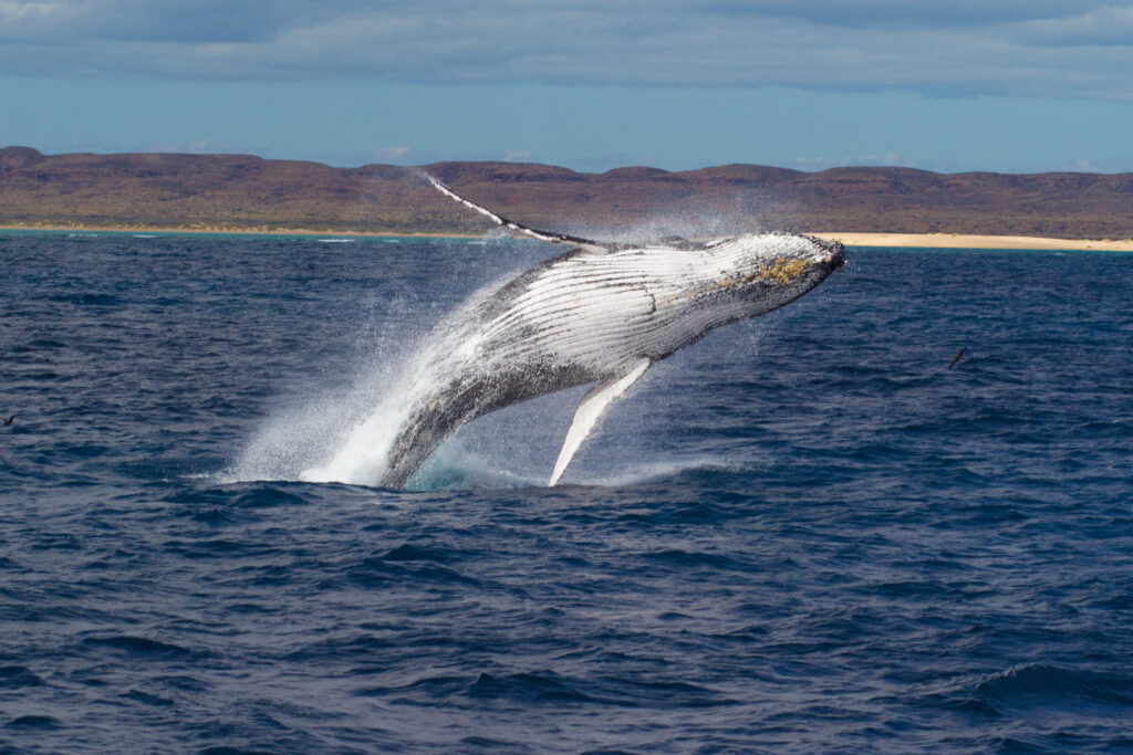 A humpback whale breaches the surface of the ocean near Kalbarri, arching its body in mid-air with water splashing around. The background features a distant coastline with low hills and a partly cloudy sky, making it an ideal spot for whale watching.