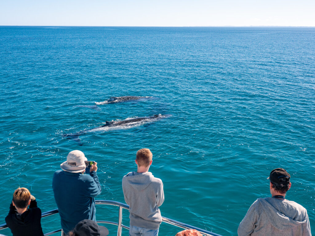 A group of people watch and take photos of two whales swimming near a boat on the calm, blue ocean off Mission Beach. The clear sky above suggests a bright, sunny day. The viewers are dressed in casual clothing and appear to be enjoying the whale-watching experience.