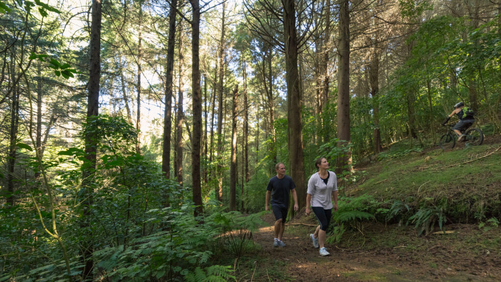 Two people are walking along a forest trail surrounded by tall trees and lush greenery, enjoying one of the many leisurely spring hikes near Papamoa. In the background, a person on a mountain bike navigates a higher path through the woods. The scene, well-lit by the sun, showcases one of the many things to do in Papamoa.