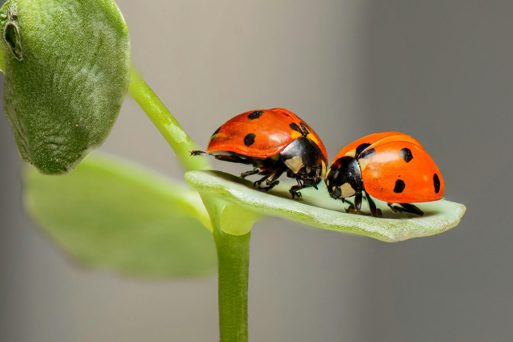 Two red ladybugs with black spots are perched on a light green leaf. The leaf is part of a larger plant with a smooth, green stem and additional out-of-focus leaves in the background. The ladybugs appear to be interacting or exploring the leaf.