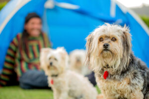 A scruffy brown and gray dog with a red tag on its collar stands in the foreground, looking towards the camera. Two other dogs and a person sitting in front of a blue tent are blurred in the background. The scene is outdoors on a grassy area.