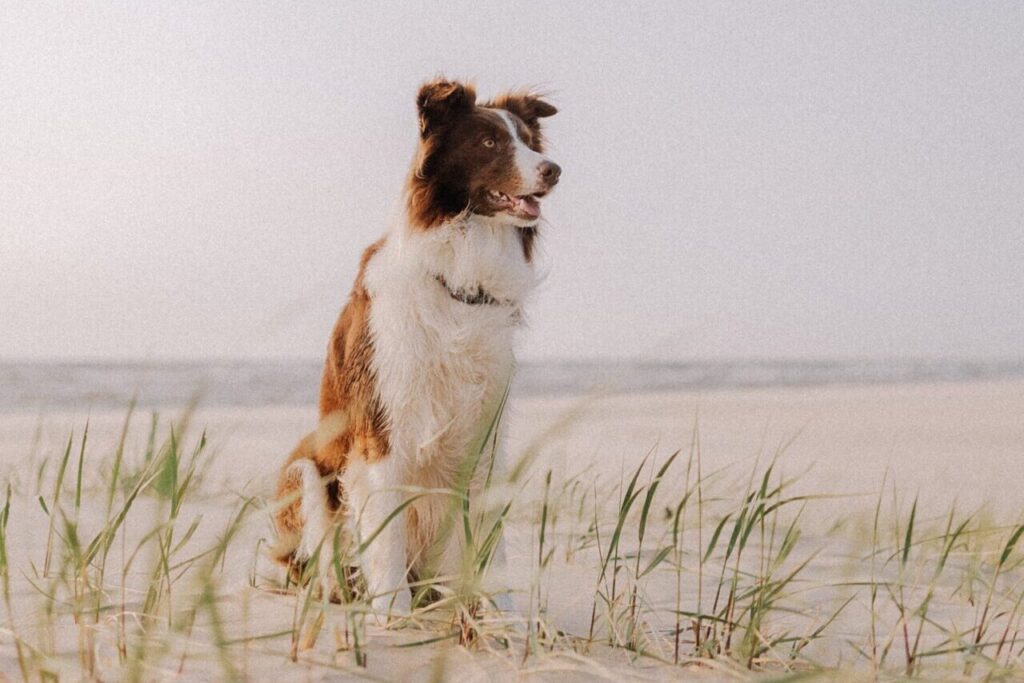 A brown and white dog with perked ears stands on a sandy beach with tufts of green grass. The dog is looking to the side with the ocean and a clear sky in the background.