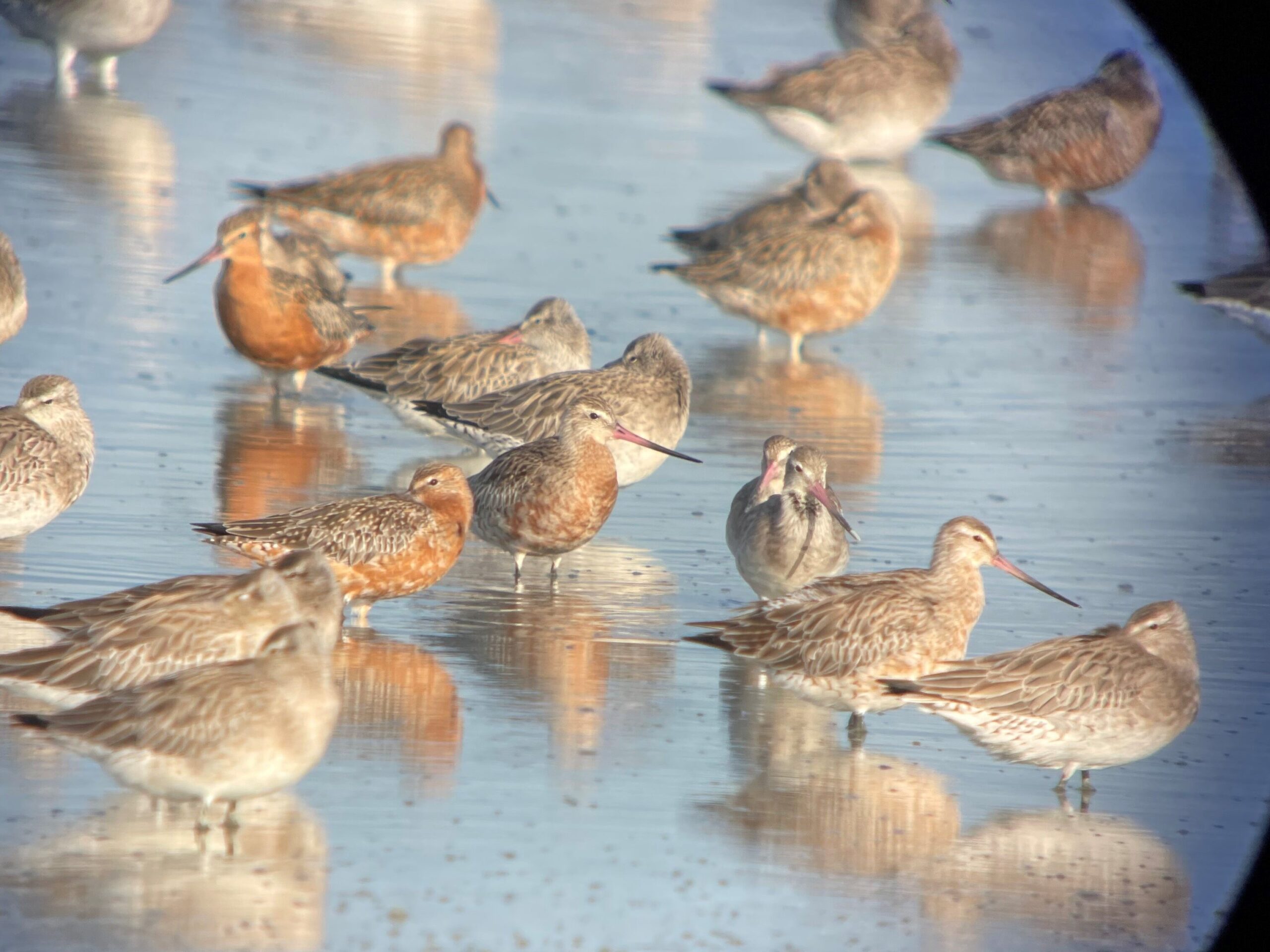 A flock of brown and gray shorebirds with long beaks stands in shallow water, some reflected in the surface. The blurred mix of sky and water in the background hints at a tranquil Spring in Ohiwa. The image appears to be taken through a scope, giving it a circular frame.