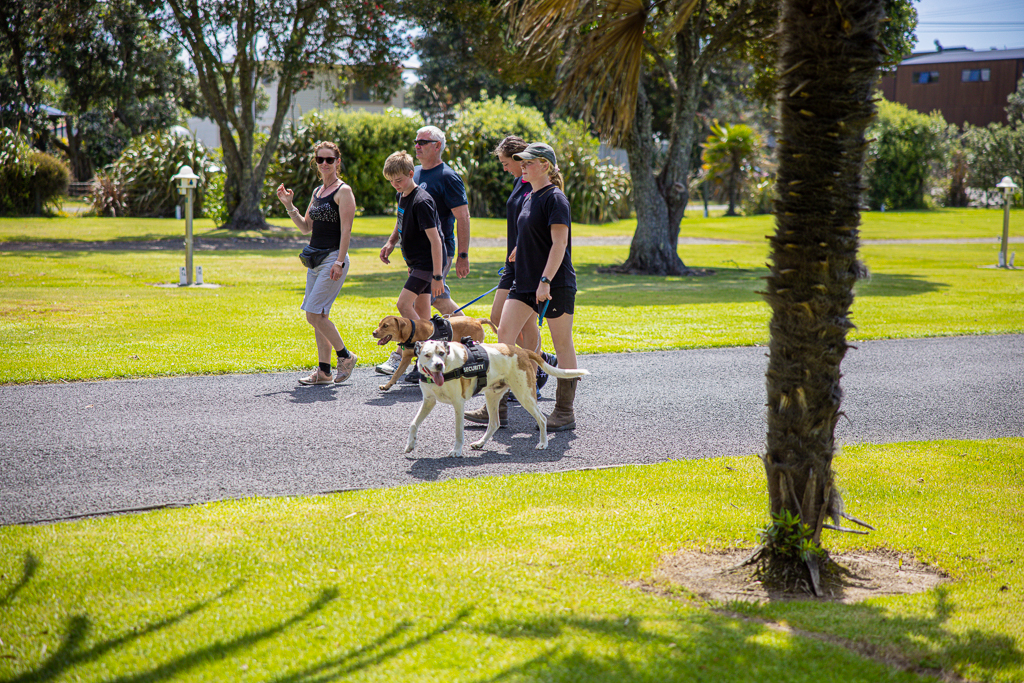 A group of five people, dressed in casual athletic wear, walking on a paved path in a park accompanied by three dogs. The park is sunny, with green grass, trees, and a few scattered benches. The people appear to be enjoying a leisurely walk.