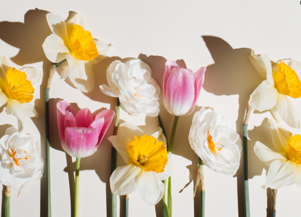 A row of flowers in bright sunlight showcases a mix of daffodils with yellow centers and white petals, white flowers with ruffled centers, and pink tulips. The flowers are arranged vertically against a light background, casting soft shadows.