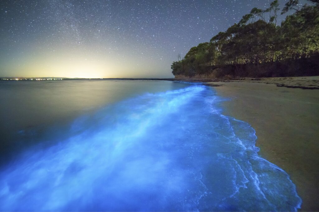 A serene Myola night scene showcases a beach with glowing Jervis Bay bioluminescence under a starry sky. The shoreline curves gently, lined with silhouetted trees, and distant city lights softly illuminate the horizon.