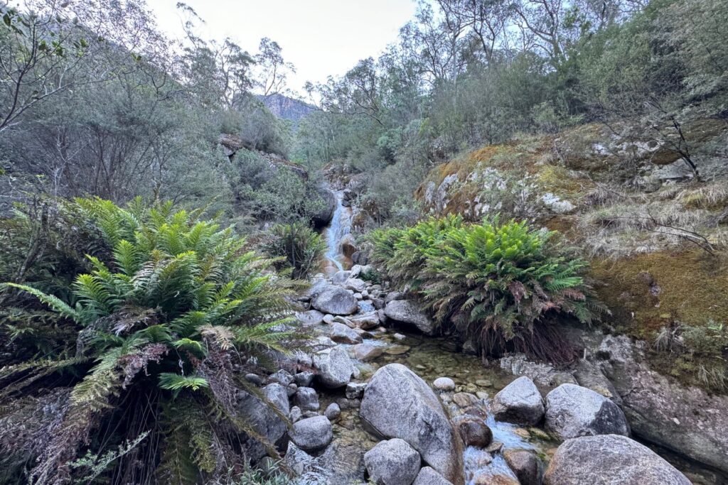 A serene mountain stream flows gently over rocks, surrounded by lush green ferns and dense vegetation. In the background, trees and hills rise under a clear sky, evoking the tranquility found along the Great Ocean Road's breathtaking landscapes.