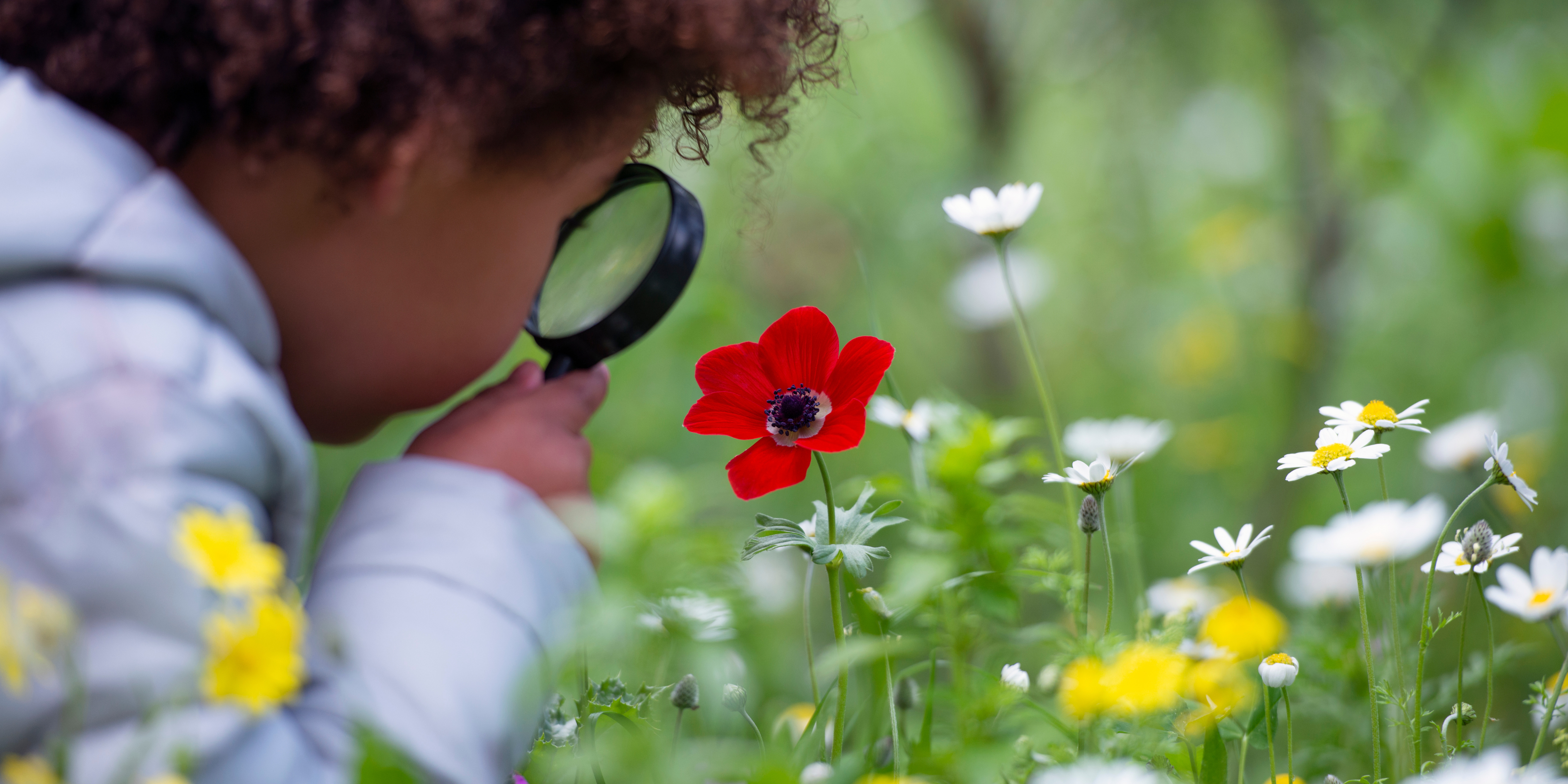 A child examines a vibrant red flower through a magnifying glass in a lush field filled with yellow and white blossoms, under a soft, green background.