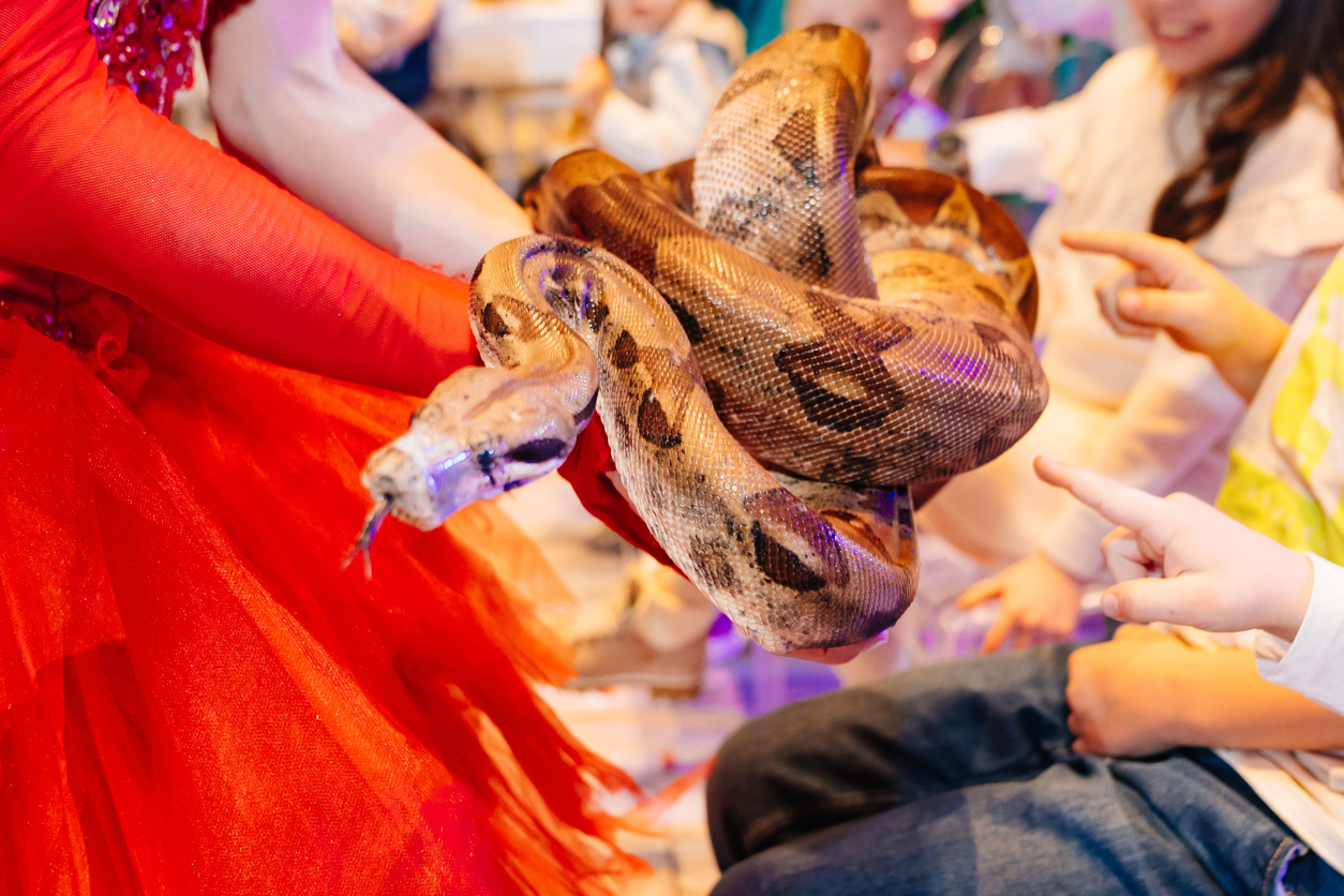 A person in a red outfit holds a large brown and tan snake while a group of excited children point at it. The scene appears lively and colorful, with the focus on the snake and the children's reactions.